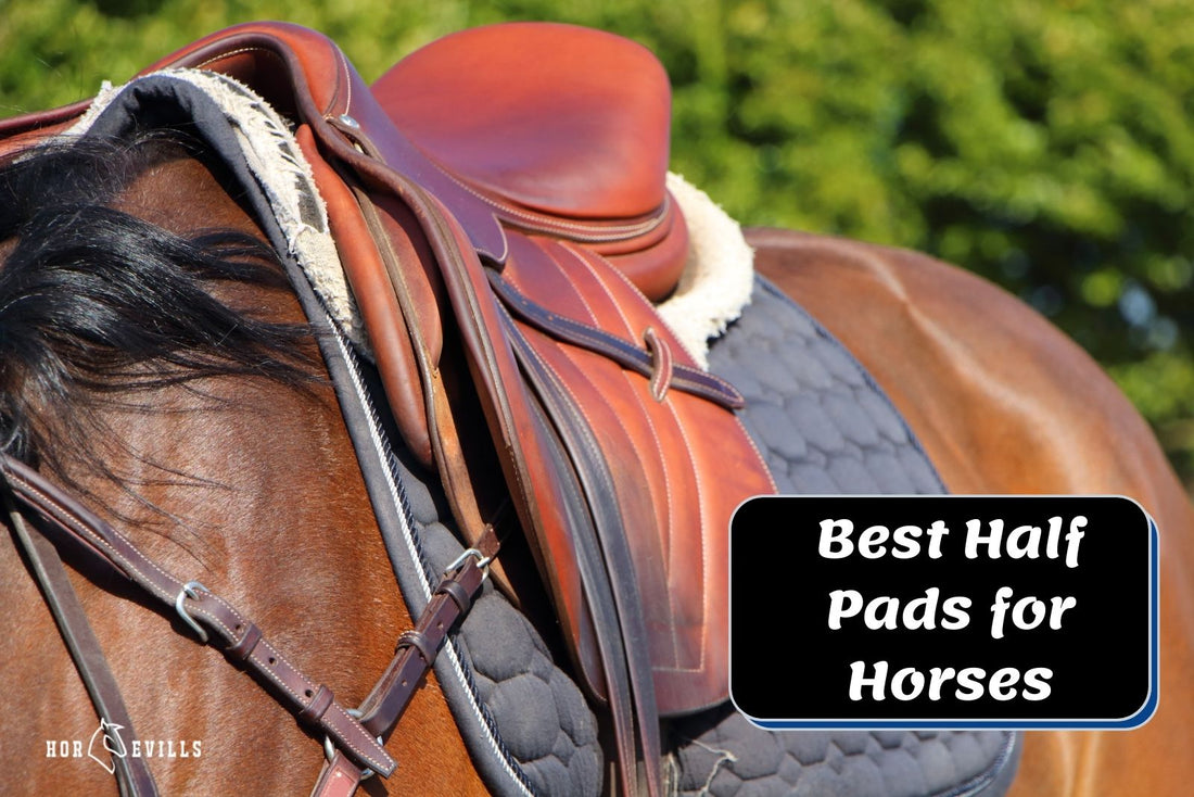 14 Best Half Pads for Horses (Expert Reviewed in 2023)