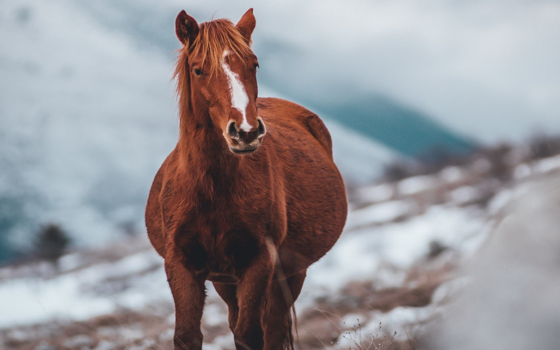 Top 65 Red Horse Names: THOUGHT-PROVOKING IDEAS