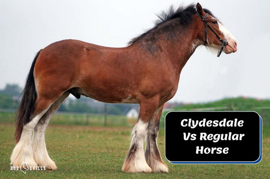 Clydesdale Vs Regular Horse [Detailed Comparison]