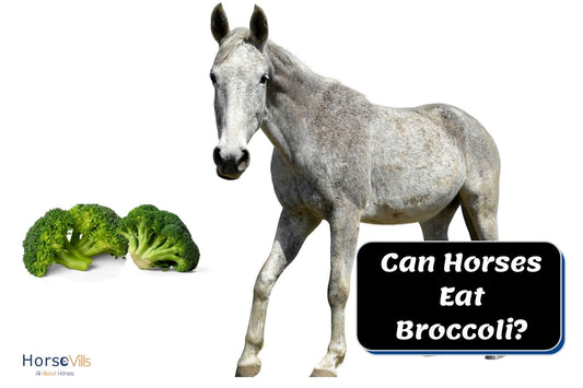 Can Horses Eat Broccoli? (Is It Good or Bad?)