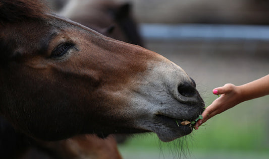 Can Horses Eat Mango? + [ Other Fruits to Feed Your Horse]